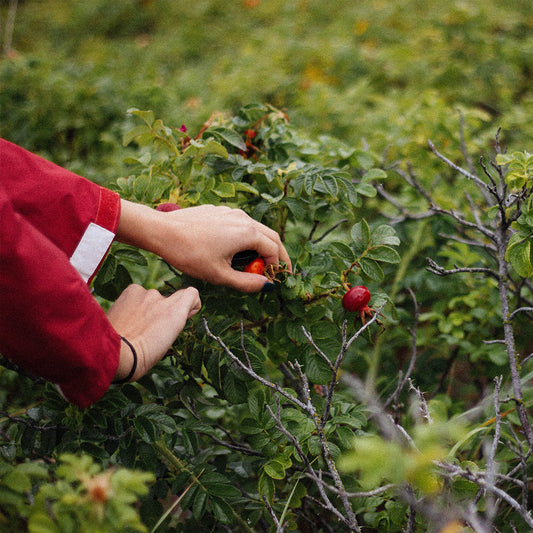 What Is Regenerative Farming And Why This Type of Farming is Crucial For Our Future